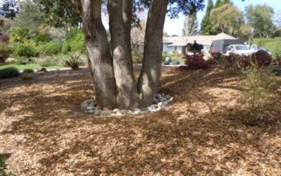 A Case for Woodchips and Leaves in Your Gardens, Flower Beds and Yards