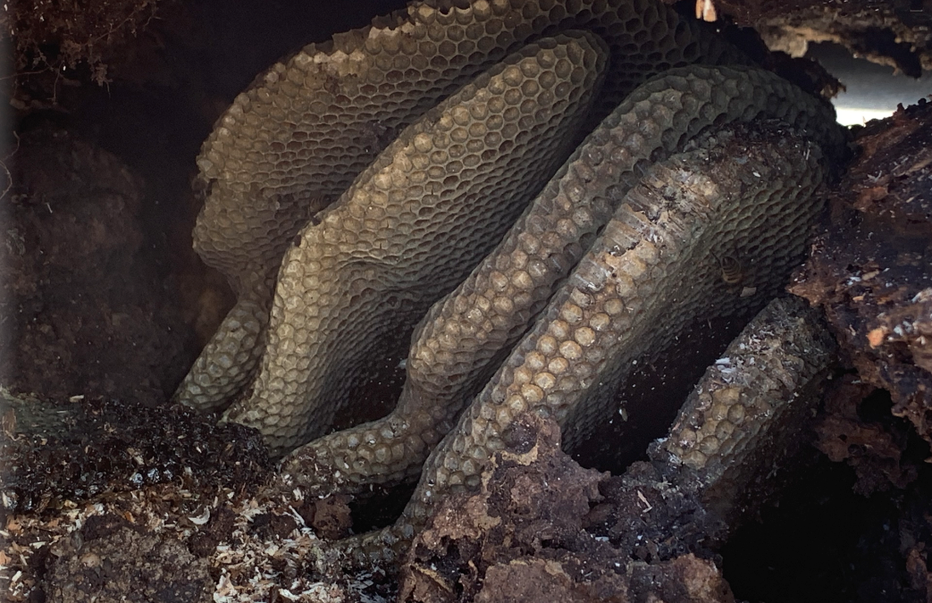 The Birds, The Trees and the Wild Bees!