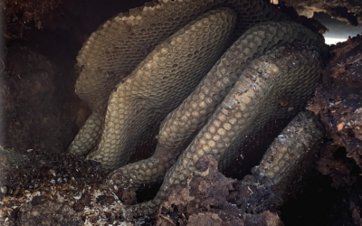 The Birds, The Trees and the Wild Bees!