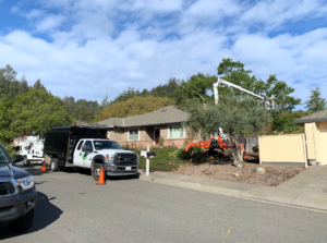 Trusted arborist in Santa Rosa, CA