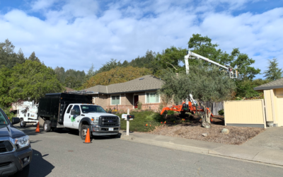 Trusted Arborist in Santa Rosa