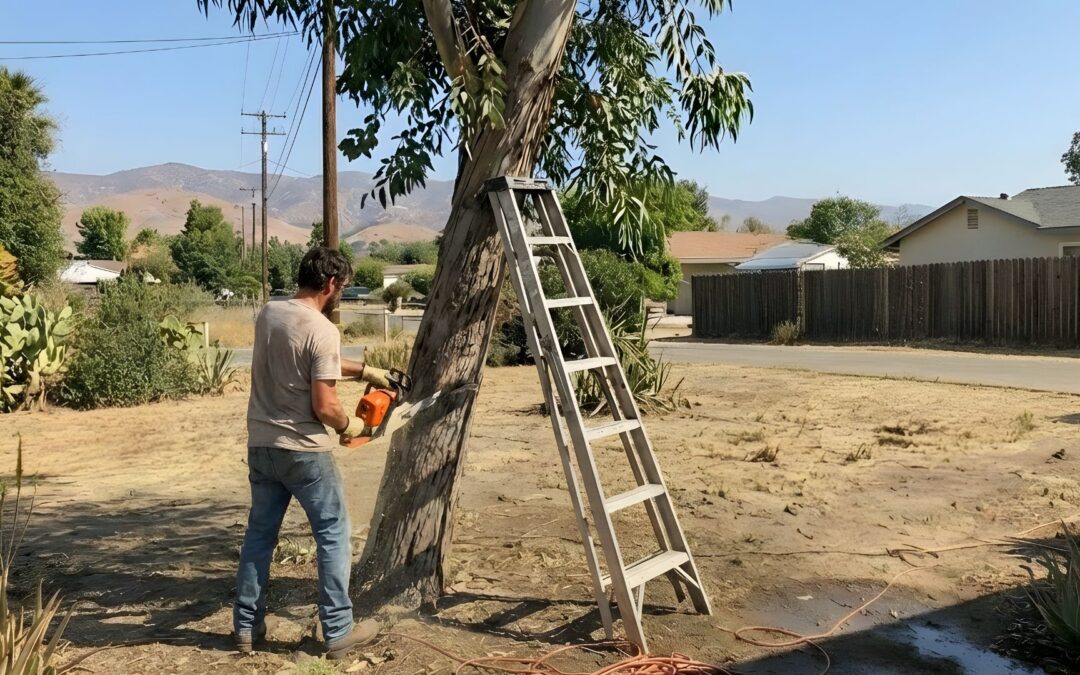 The Hidden Dangers of DIY Tree Removal in California’s Unique Climate