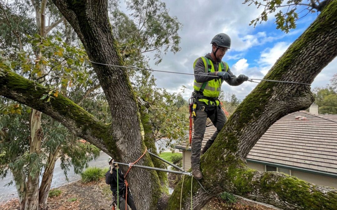 The Role of Tree Cabling and Bracing in Preventing Storm Damage in California